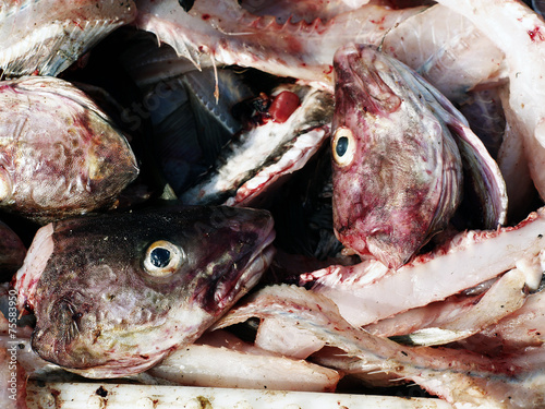 Fotografija Fish heads and guts from the fish market