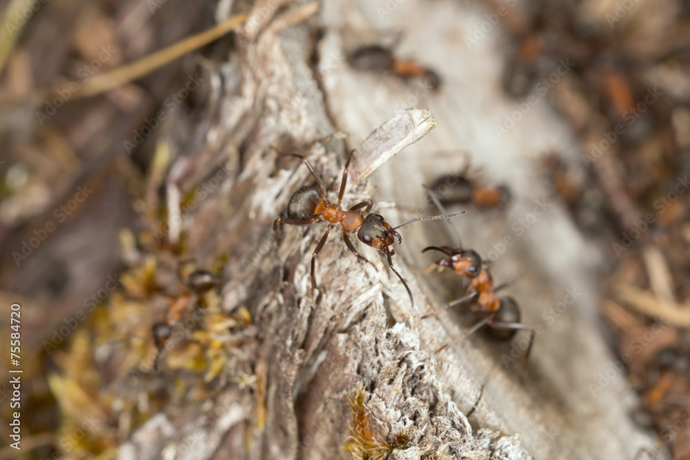 Fototapeta premium Formica ants on stub on dry environment, Alvaret, Sweden