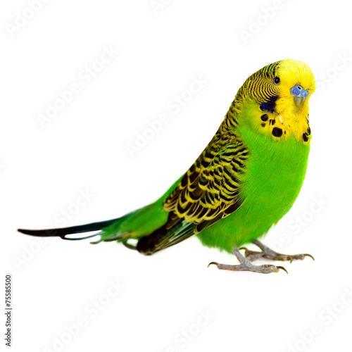 Fotografia Portret papużki falistej