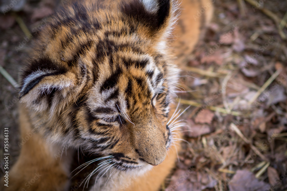 Obraz premium Baby tiger portrait
