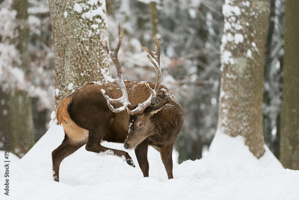 Rothirsch, Red deer, Cervus elaphus Rothirsch, Red deer, Cervus elaphus