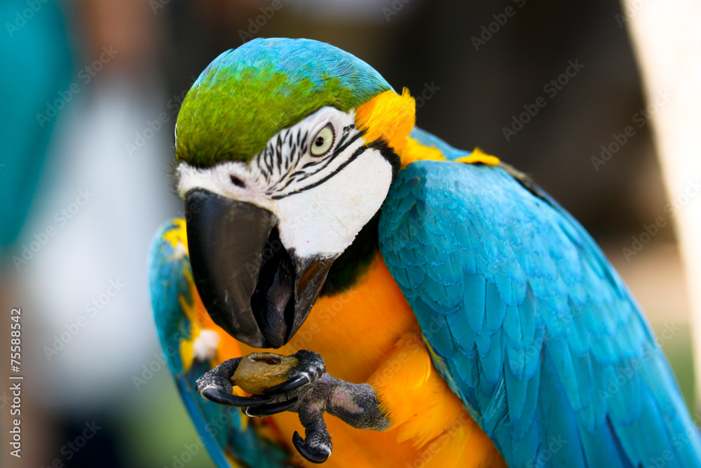 Obraz premium Ara parrot