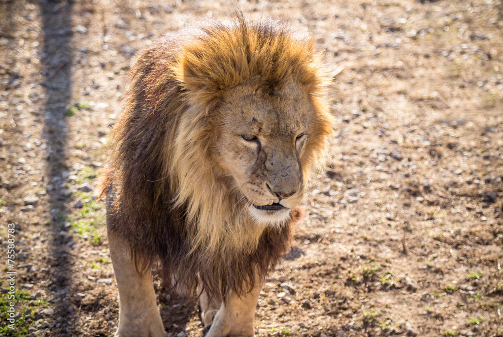 Fototapeta premium Lion