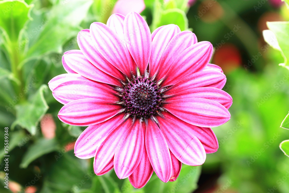 Obraz premium Blue-eyed Daisy,African Daisy,Cape Daisy,Spoon Daisy