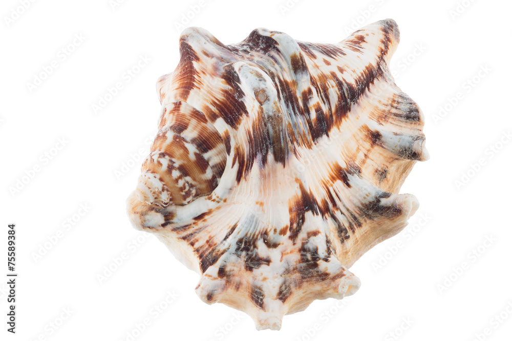 Big sea shell with brown and white colour Big sea shell with brown and white colour