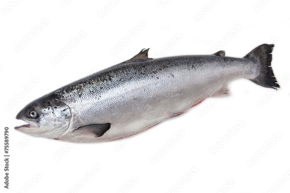 Whole Scottish salmon fish isolated on a white studio background Whole Scottish salmon fish isolated on a white studio background