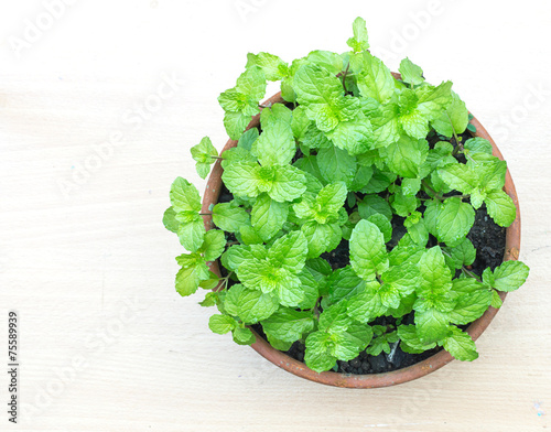 Top view of fresh kitchen mint plant in pot