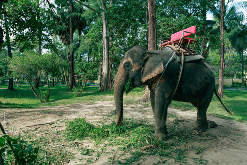 Elephant riding for tourists in Phuket Province, Thailand