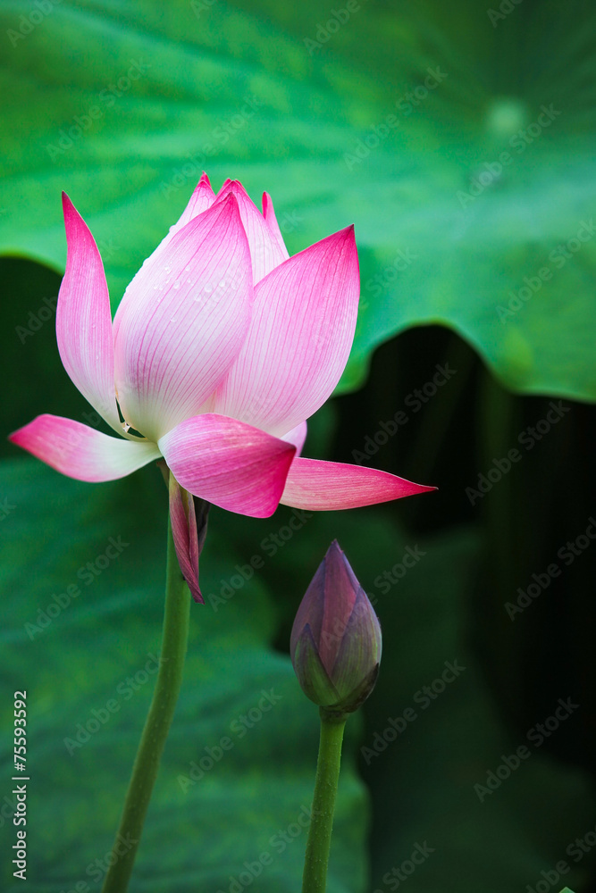 fresh lotus in the pond