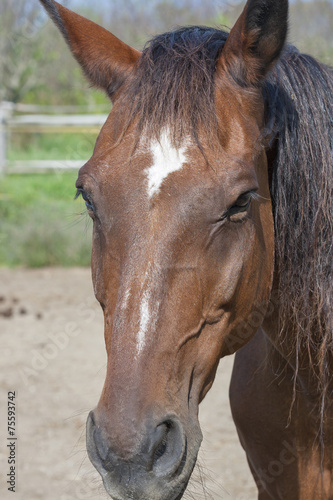 portrait of a brown horse from Tuscany