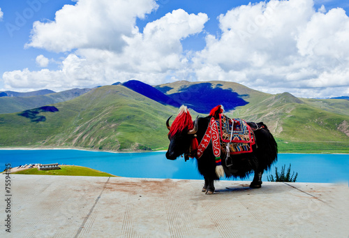 Fotografie black yak at tibet of china