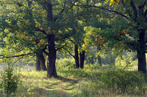 Sunny morning in an oak grove