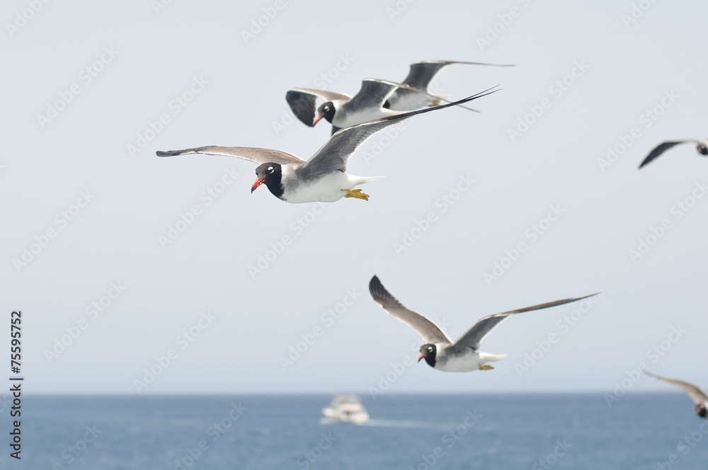 Obraz premium Seagulls flying in the blue sky