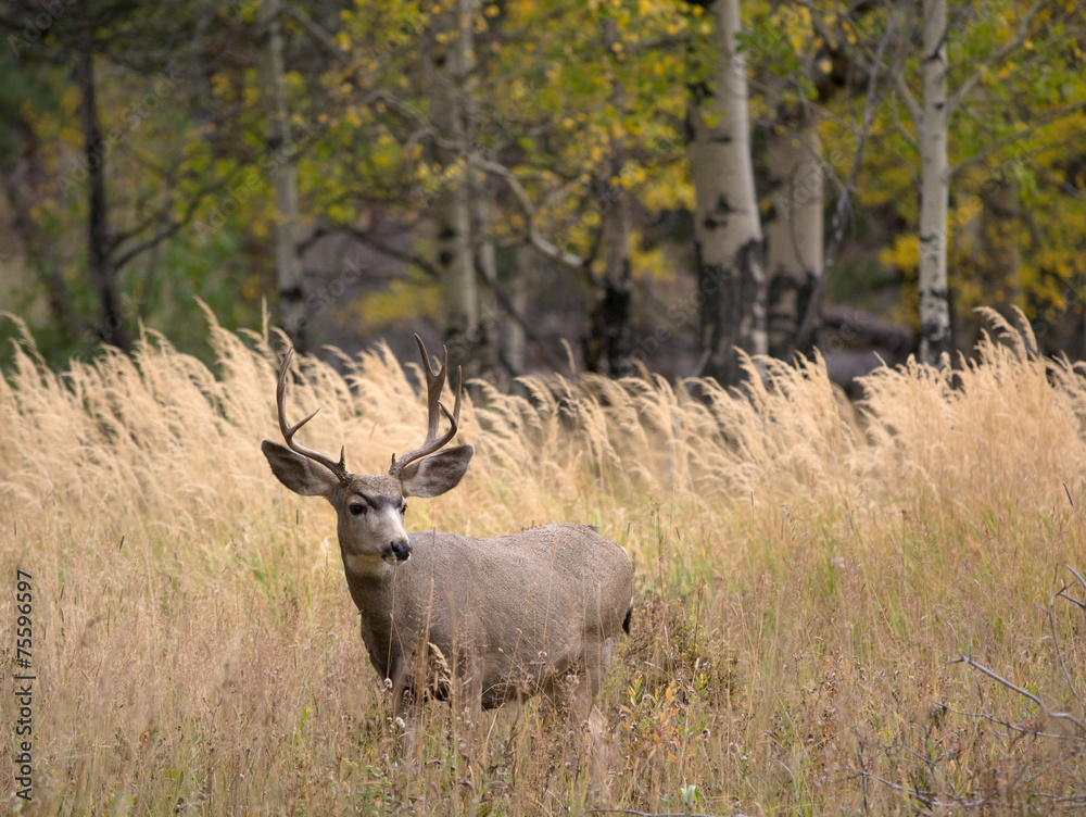 Mule deer in aspen Mule deer in aspen