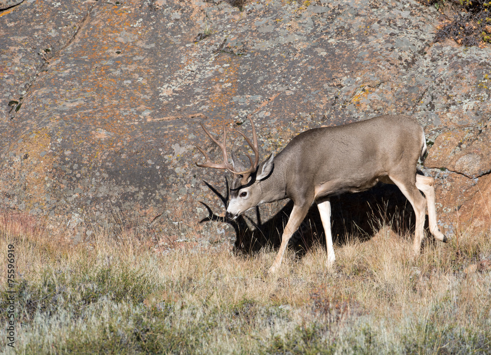 Mule deer on hillside Mule deer on hillside