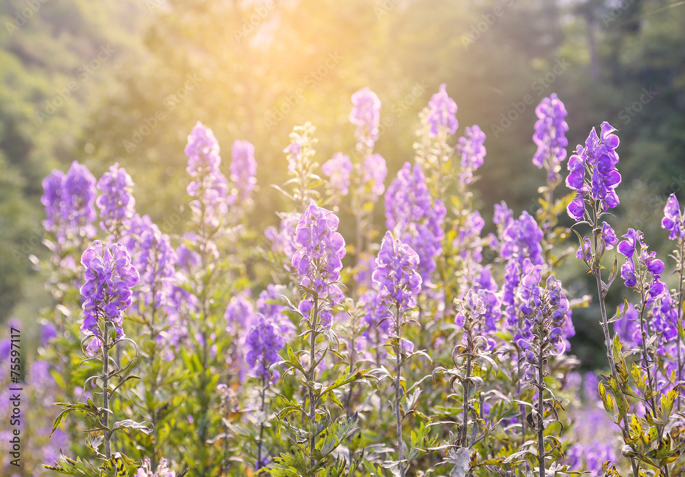 Naklejka premium lavender