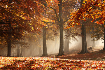 Wandcirkels Herfst Mistig herfstbos in ochtendlicht  © shoricelu