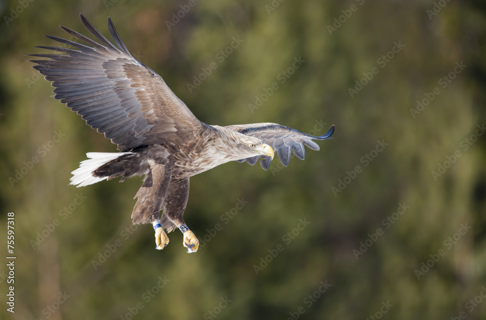 Obraz premium Flygande havsörn