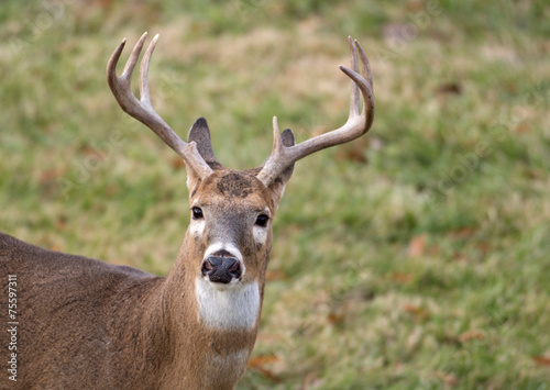 White-tailed deer buck