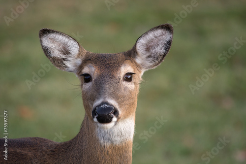 Canvas-taulu White-tailed deer doe