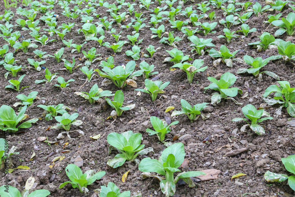 Obraz premium vegetable field