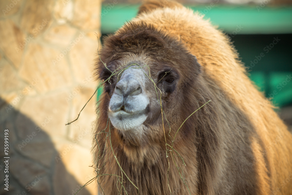 Fototapeta premium Camel in the zoo