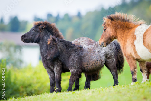 Fotografia Herd of Shetland ponies on the hill in autumn background.