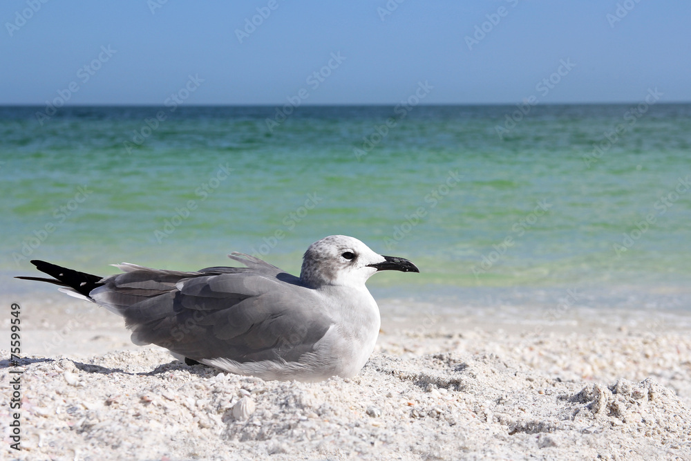 Obraz premium Seagull Resting on Florida Beach by Ocean