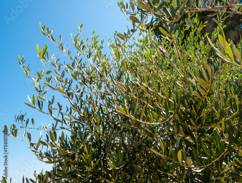 Wallpaper Mural olive tree branches with leaves and olives Torontodigital.ca
