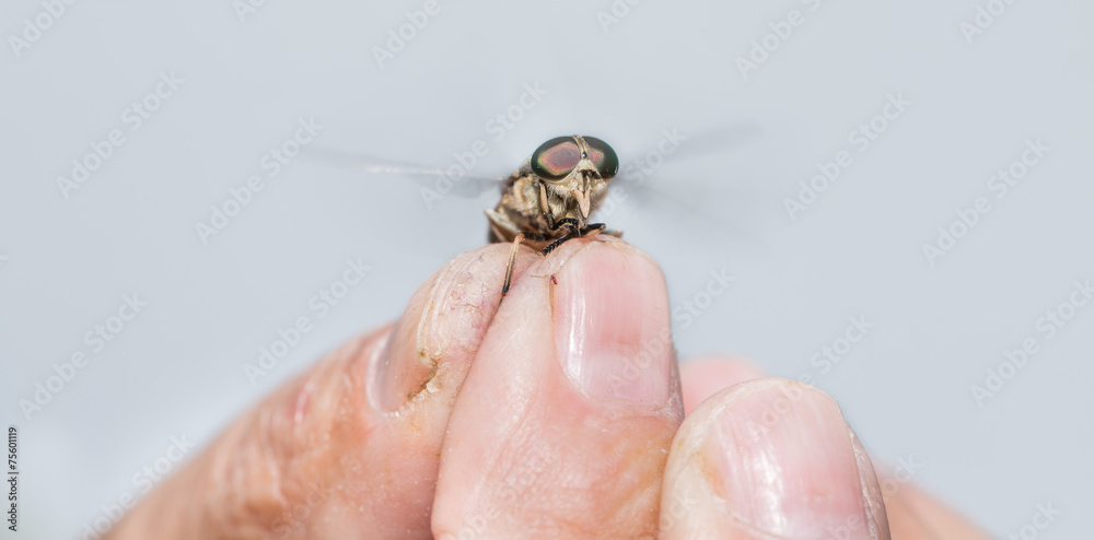 Obraz premium Closeup of horsefly flying over old man hand