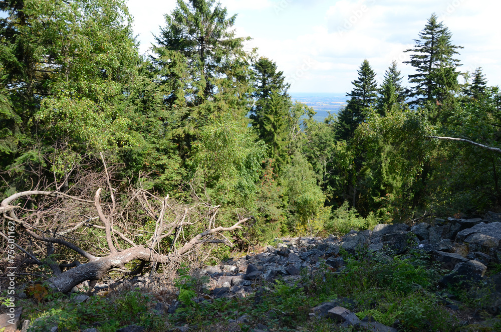 Mountain forest (Góry Świętokrzyskie in Poland)