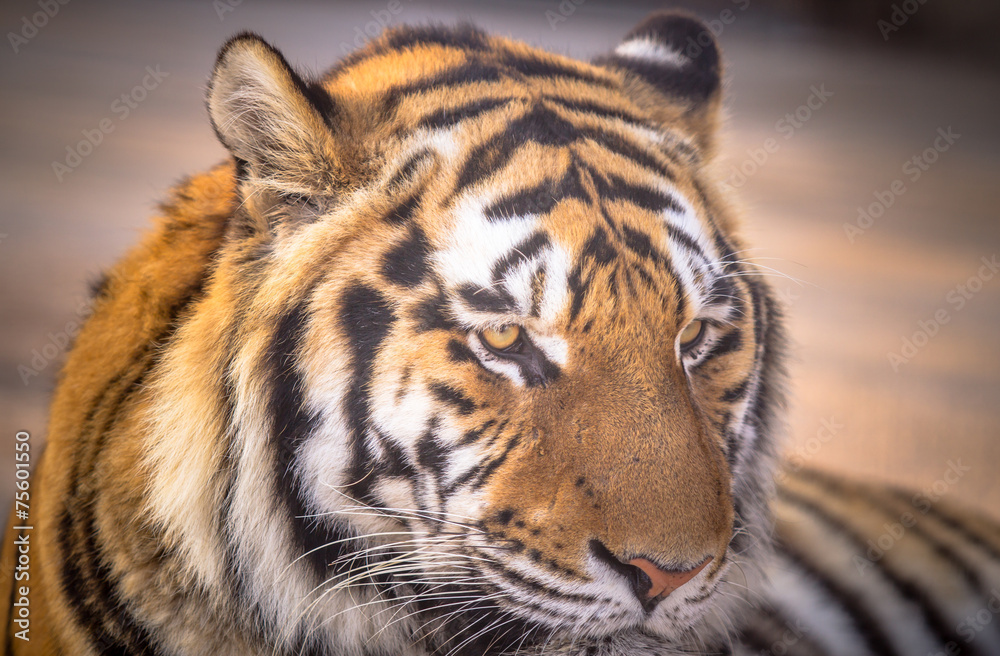 Fototapeta premium Amur tiger