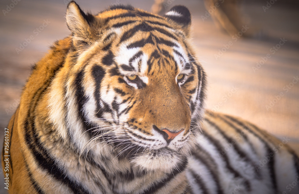 Fototapeta premium Amur tiger