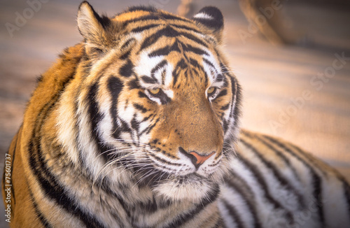 Fototapeta Naklejka Na Ścianę i Meble -  Amur tiger