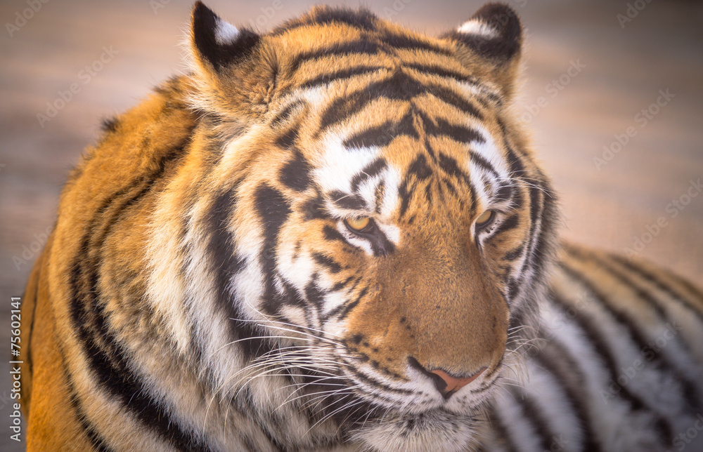 Obraz premium Amur tiger
