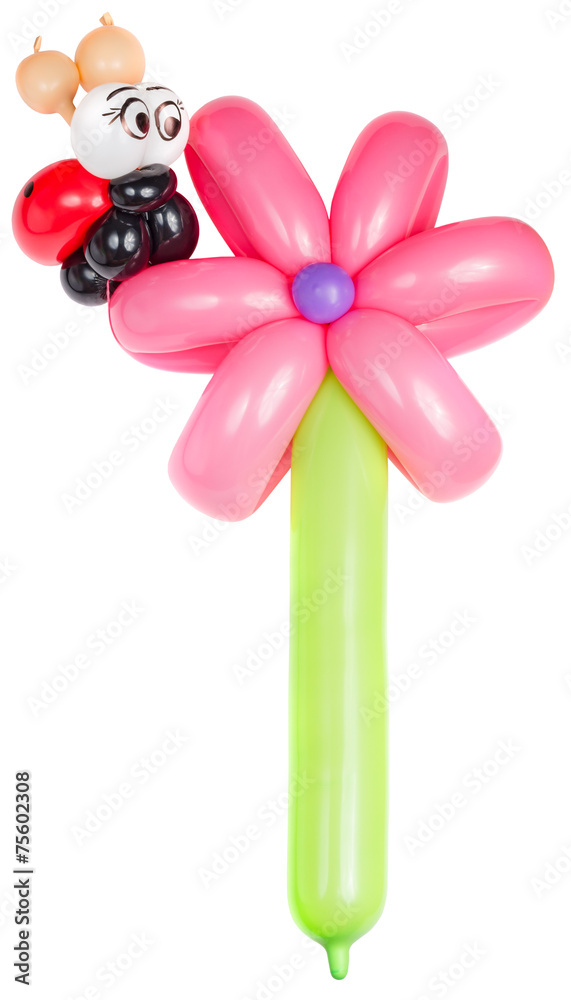 Fototapeta premium Balloon flower with ladybug