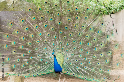 Peacock