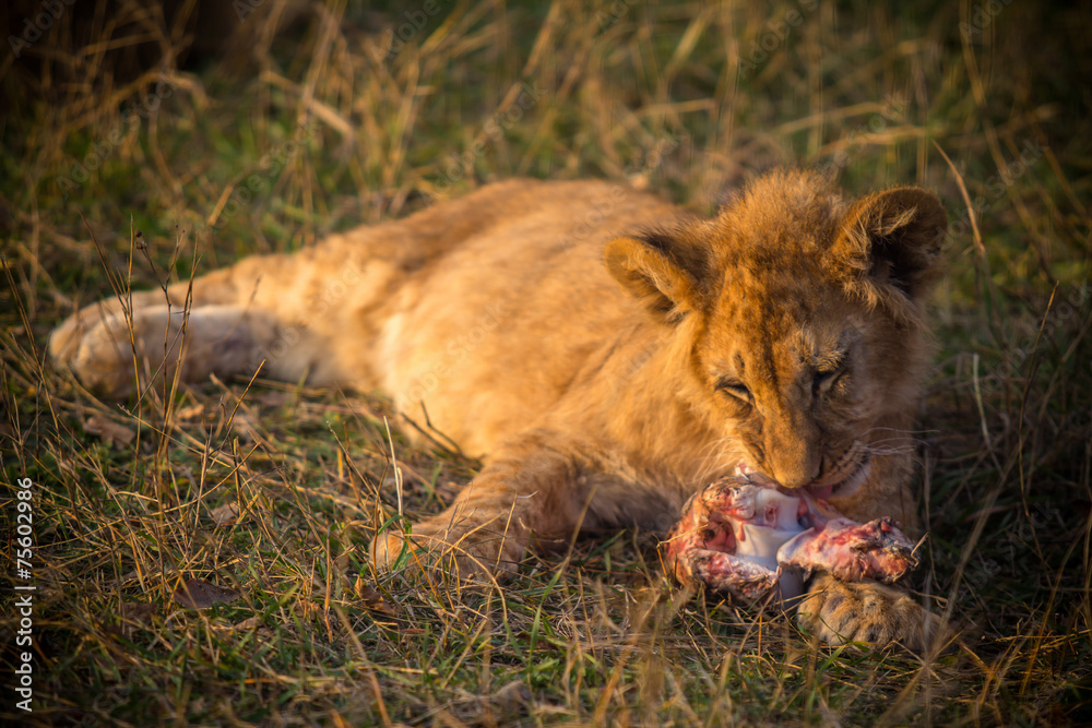 Obraz premium Lion cub 