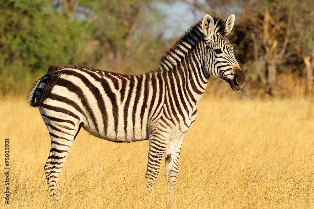 Naklejka premium Zebra foal
