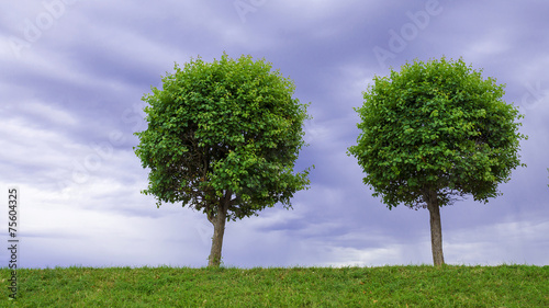 two limes on a background cloudy sky