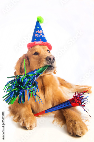 Dog Birthday Party © Mat Hayward
