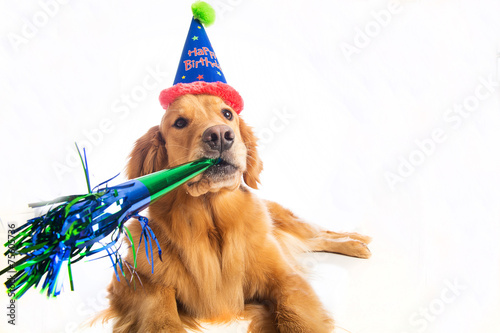 Dog Birthday Party © Mat Hayward