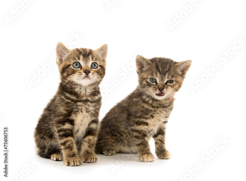 Two tabby kittens