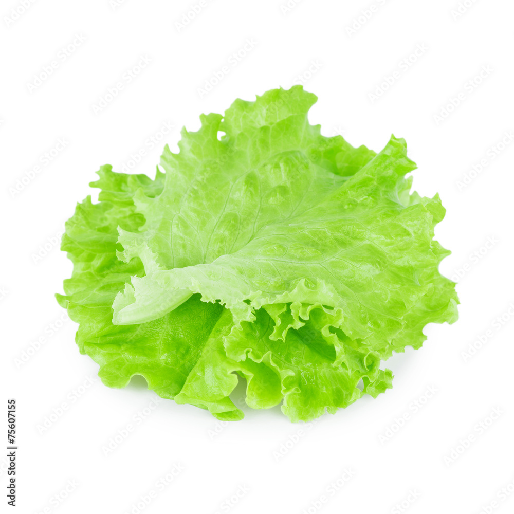 Fresh lettuce leaf Fresh lettuce leaf