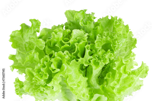 Fresh lettuce closeup