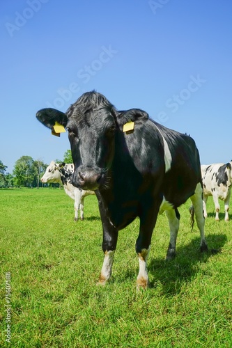 Schwarzes Rind vor einer Rindviehgruppe auf der Weide photo