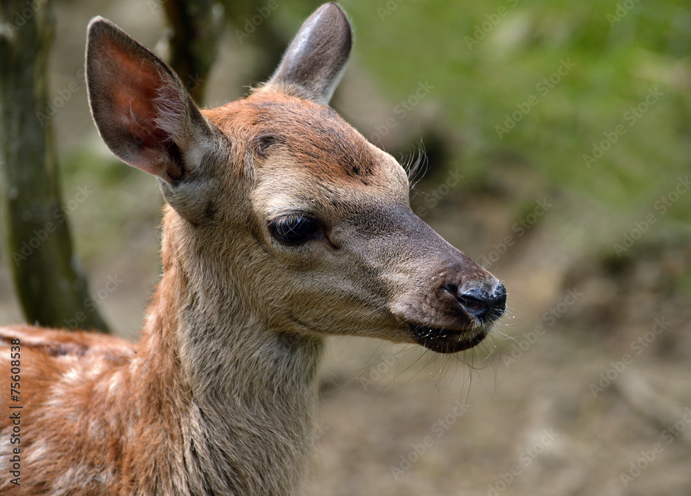 Letnie spotkanie z danielami 3