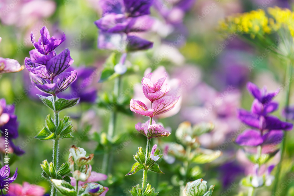 Fototapeta premium purple flowers