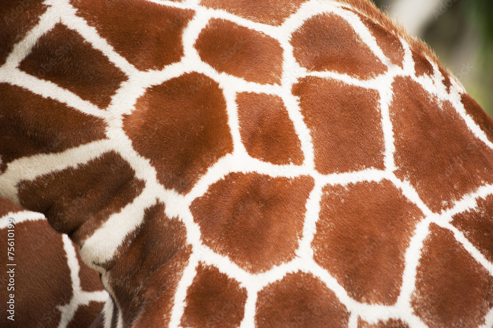 Obraz premium Giraffe close up texture spots