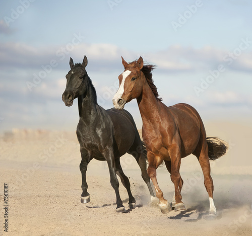 Black and chestnut horses in desert